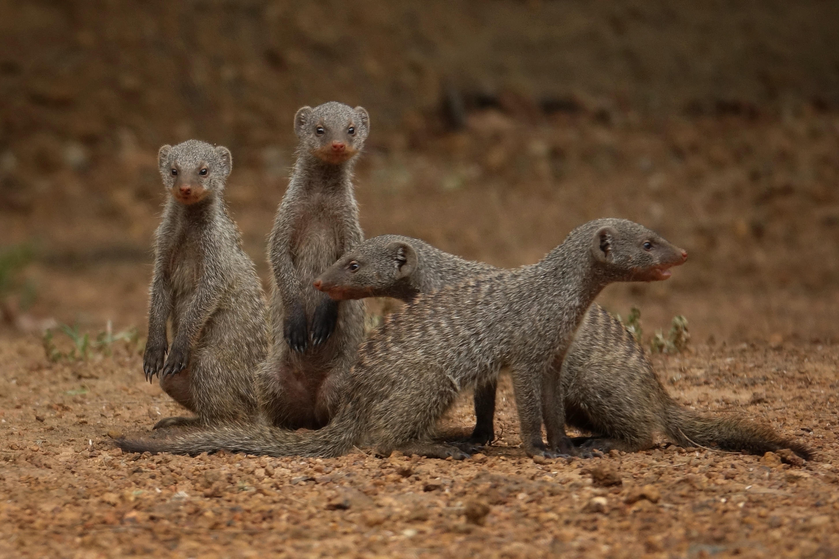 Mangoustes